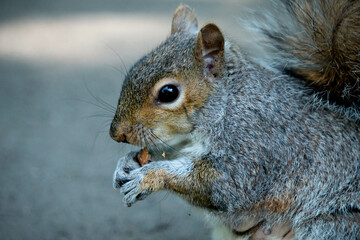 squirrel eating nut