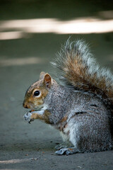 squirrel eating nut