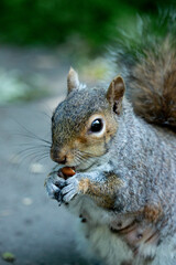 squirrel eating nut