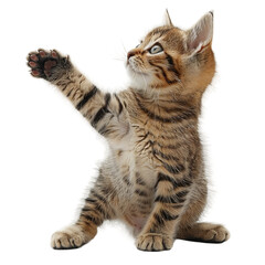 scottish fold cat isolated on white background