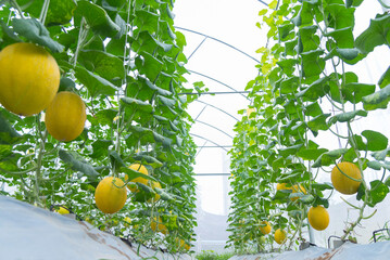 Fresh golden melon in greenhouse of farm