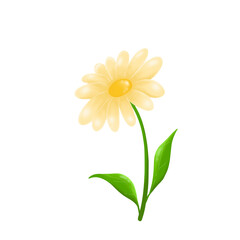 Chrysanthemum yellow  flower