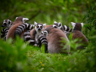 Monkey lemur. Family of ring tailed lemurs (catta lemurs) in a grass. Monkey lemur catta  in tree - (catta lemur) in nature.