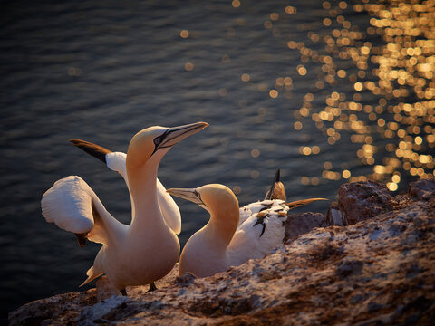 Famous bird northern gannet in wild nature in dusk with golden circles asi background.  Detail one bird as know northern gannet or white gannet.