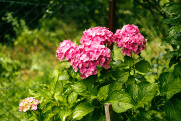 Pink hydrangea, close-up. Flowering bush. Huge hydrangea in the front garden. Flowering purple and pink hydrangea. High quality photo