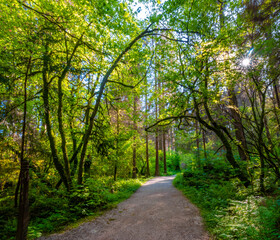 Hiking trails in the the lush forests of Stanley Park, Vancouver, British Columbia, Canada