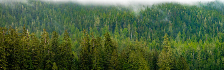 Panoramic view of a section of the magnificent forests of Tongass National forest, Ketchikan, Alaska, the largest of the USA