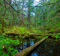 Exuberant vegetation with the beautiful yellow skunk cabbage (Lysichiton americanus) in bloom in the wetlands of the Tongass National forest, Ketchikan, Alaska, USA