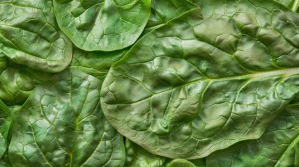 Fototapeta premium Close-up of Lush Spinach Leaves