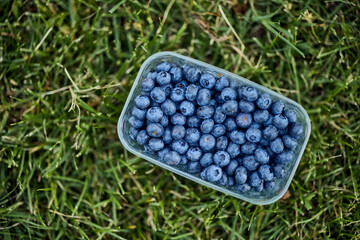 Ripe blueberries in the plastic container, first-class blueberries.