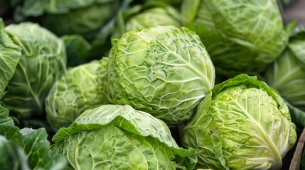 Fototapeta premium Cabbage is crunchy and versatile, used in coleslaws, salads, and stirfries