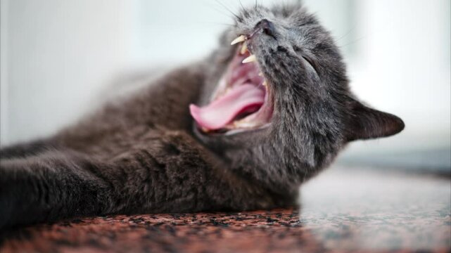 British shorthair cat yawning and licking itself on the floor
