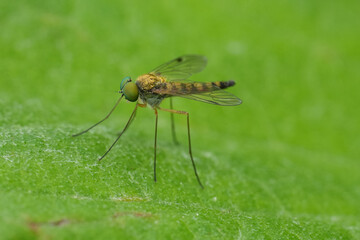 Closeup on a European green eyed Little Snipe Fly , Chrysopilus asiliformis sitting on a leaf