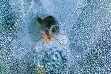 Macro image of a grass lynx spider eating small insect on spider web with dew drops in the morning time at the garden.Macro animal insect concept.
