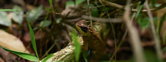 A close up of Greater Spiny Lizard in a forest, concept of spine lizard, exotic pet, reptile in an ecosystem, reptilian of Thailand jungle, wildlife and biology, tropical rainforest creature.