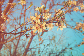 Retro effect photo of blooming almond tree, flowers of almond tree close up in springtime