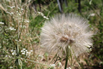 Pusteblume in gross