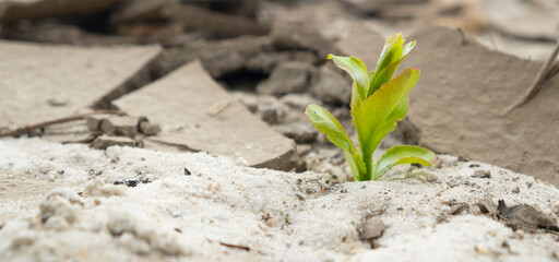 Young green sprout of tree growing in cracked dried soil during drought