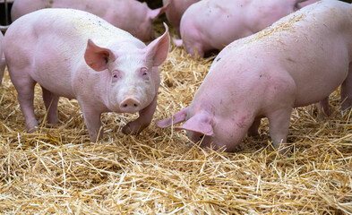 Schweine auf Stroh mit Auslauf