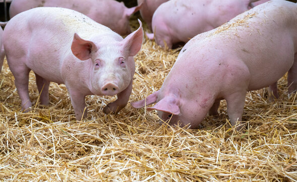 Schweine auf Stroh mit Auslauf