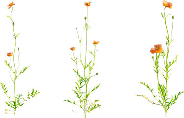 Papaver dubium plant 4k png cutout isolate