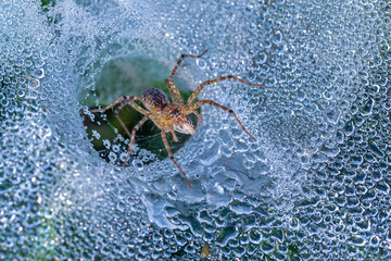 Macro image of a grass lynx spider eating small insect on spider web with dew drops in the morning time at the garden.Macro animal insect concept.