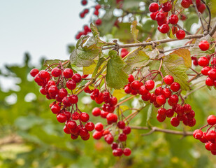 Red Viburnum berries in the tree