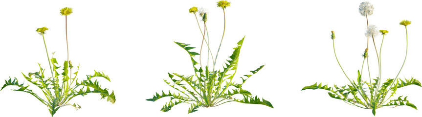 Leontodon taraxacum plant 4k png cutout isolate
