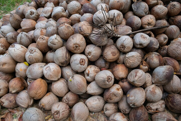 Pile of unhusked coconuts outdoors.