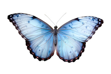 Obraz premium Blue morpho butterfly isolated on white. Vibrant blue morpho butterfly with intricate wing patterns, set against a clean white background.
