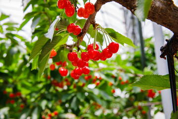 果樹園の赤く実ったさくらんぼ