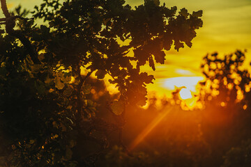Silhouetted leaves and branches are bathed in warm, golden sunlight during sunset, creating a serene and picturesque scene. The rich colors and natural beauty provide ample copy space.