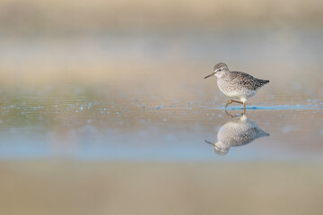 Hunting food in the wetlands, the Wood sandpiper (Tringa glareola)