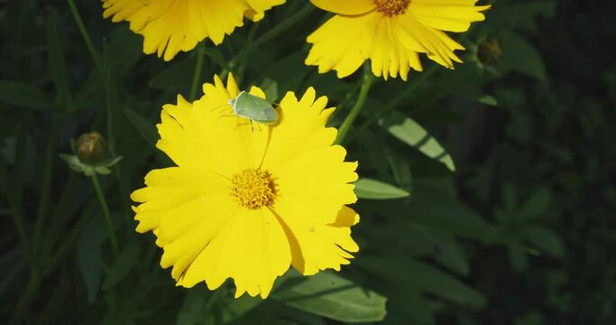 Southern green shieldbug or green vegetable bug adult (Nezara viridula) feeding on a yellow petal of a lanceleaf coreopsis flower (Coreopsis lanceolata)