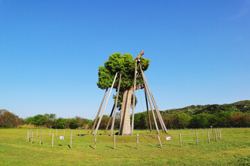 背割堤・クスノキ