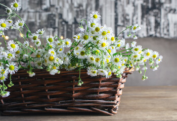 Bouquet of small daises in wicker basket. Chamomile flowers in basket on the table. Cozy interior with white flowers. Floral gift. Rural lifestyle. Daisy flowers in decor. Summertime nature.