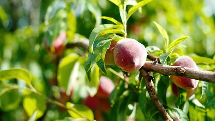 Close up of ripe peaches on a tree branch in the sun