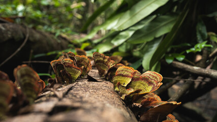 A close up of bracket mushroom with blur background in a deep rainforest or woodland jungle, concept of wild fungus growth, parasite in ecology or ecosystem, nature, biology, beauty of wildlife. © Irin