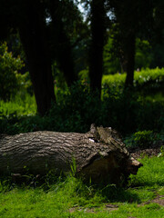 deep forest aesthetic wood summer