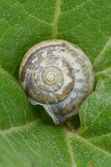 Vertical closeup on a European Kentish Snail, Monacha cantiana, on a green leaf