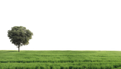 Fototapeta premium Solitary tree stands in the middle of a vast isolate on transparent background, cutout, png
