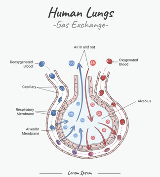 Gas exchange in human lungs and alveoli illustration with text