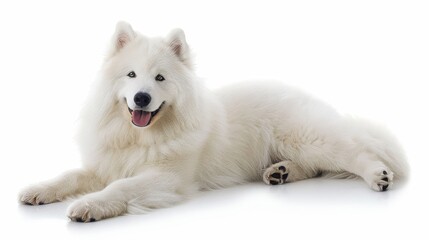 Obraz premium Happy Samoyed Relaxing on White Background - Cheerful fluffy dog lying down with joyful expression in studio setting.
