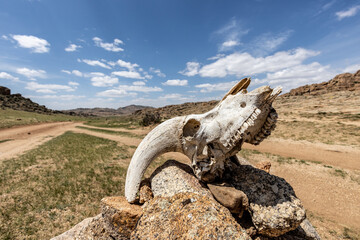 Capricorn skull as a lucky charm for travelers