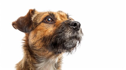 Inquisitive Border Terrier exploring scents on a clean white backdrop