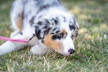 Playful blue merle Australian shepherd dog in summer. Young Australian Shepherd dog rests on the grass in the garden. 