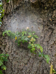 Starke alte Eiche mit Eichenprozessionsspinner in Gespinst 