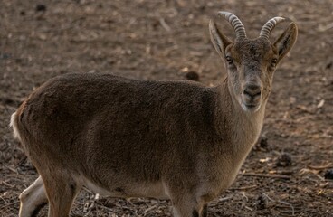A close-up of a wild goat standing on a dry, rocky terrain looking at the camera