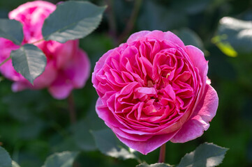 Blooming pink roses in the garden on a sunny day. Rose Blooming rose in the garden on a sunny day. Rose Boscobel.