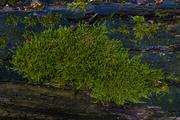 Old tree trunk overgrown with green moss.